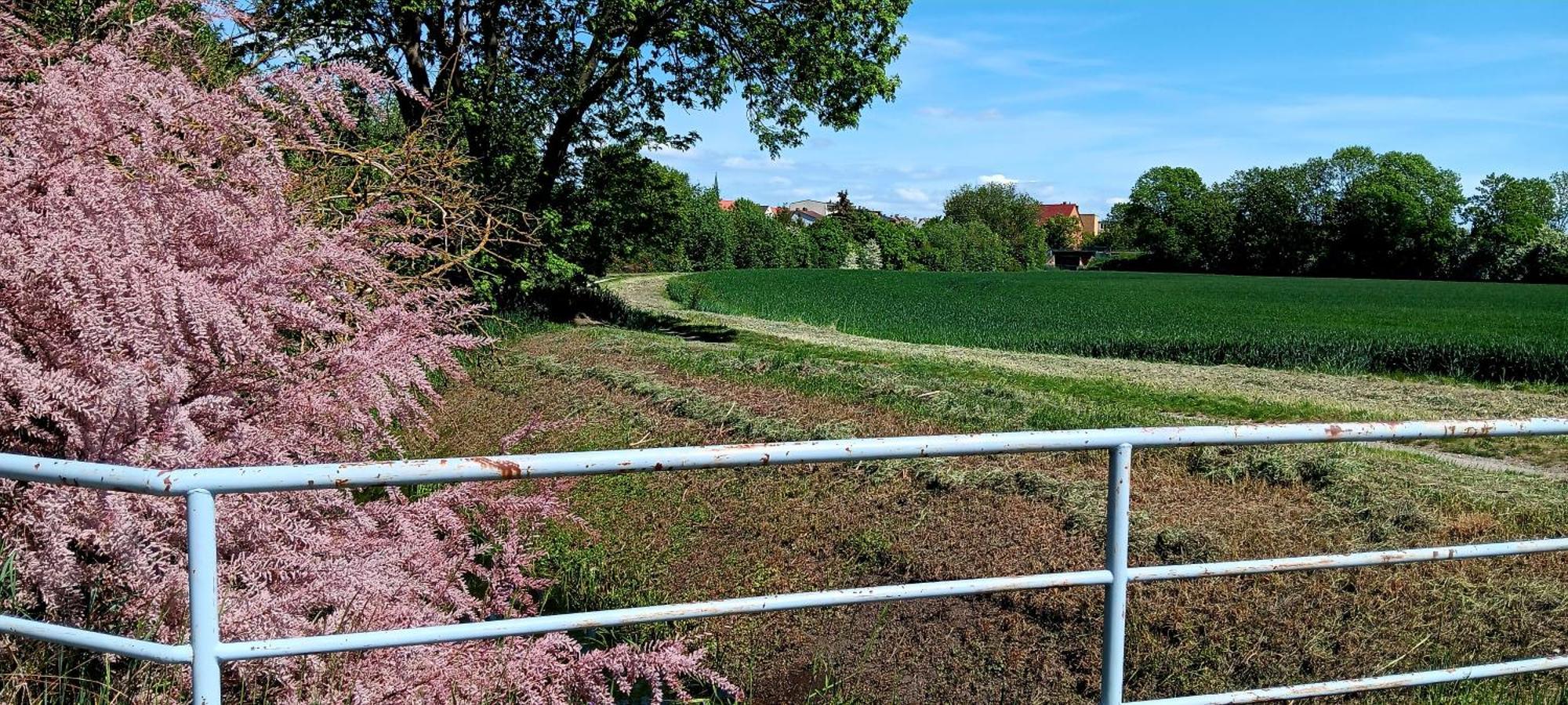 Fewo Am Grossen Bruch Oschersleben Buitenkant foto